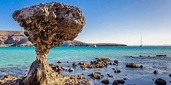 Disfrutad de los atractivos que ofrece la región de Baja California Sur con este tour por La Paz y playa Balandra. Este entorno paradisíaco es un oasis de aguas turquesas rodeadas de bajas montañas.